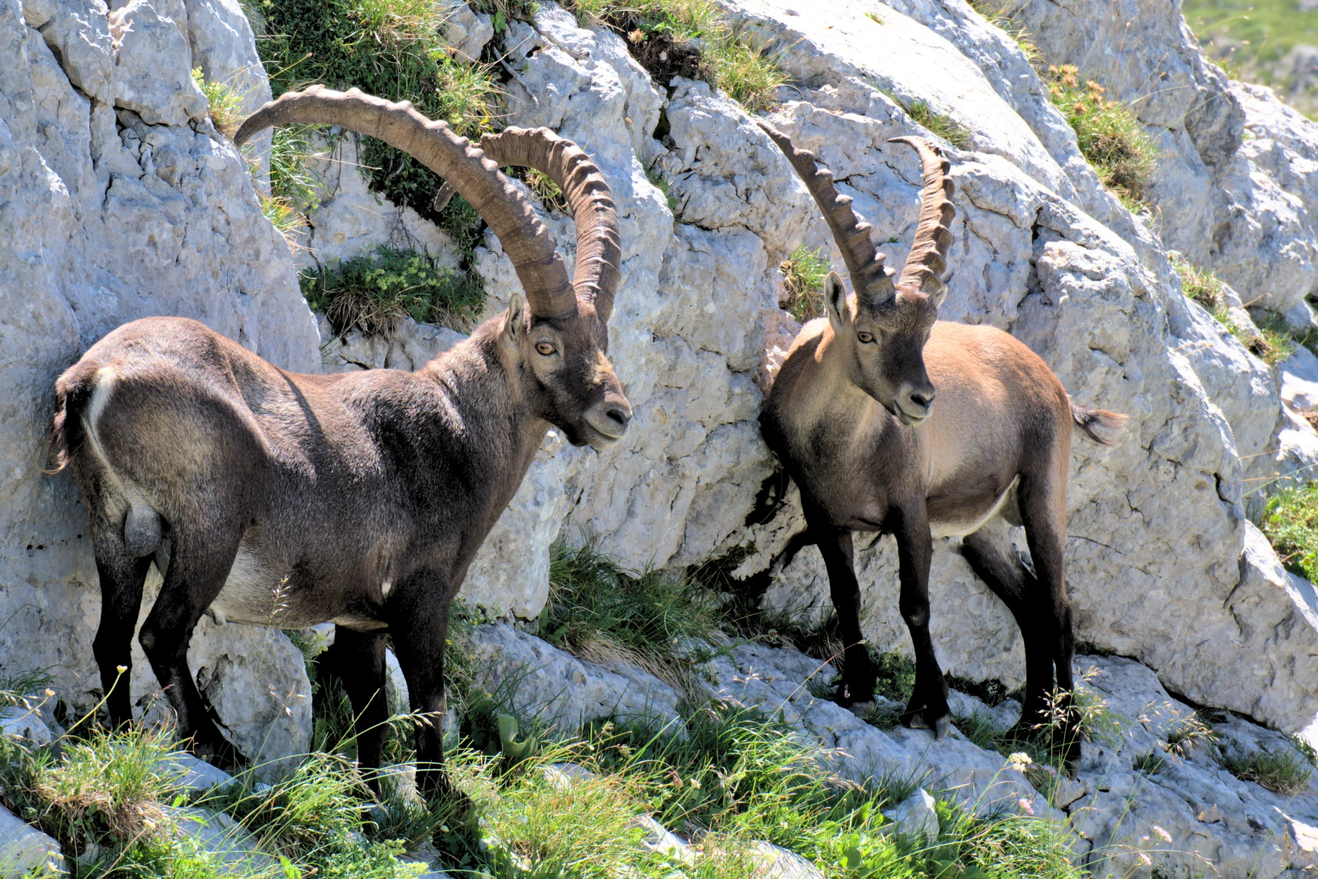 Rando-Observation des bouquetins des Alpes - Vercors
