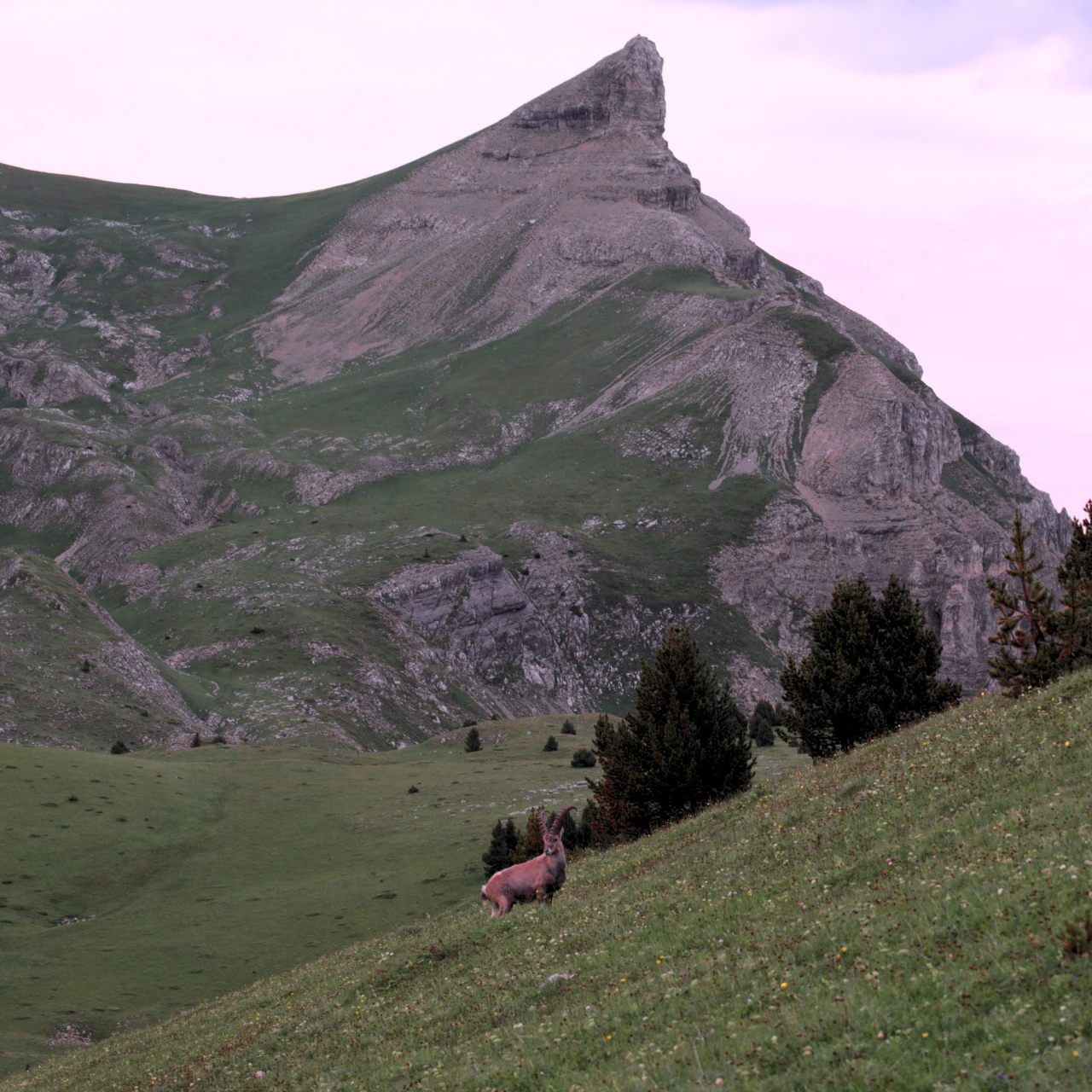 Bouquetin Grand Veymont