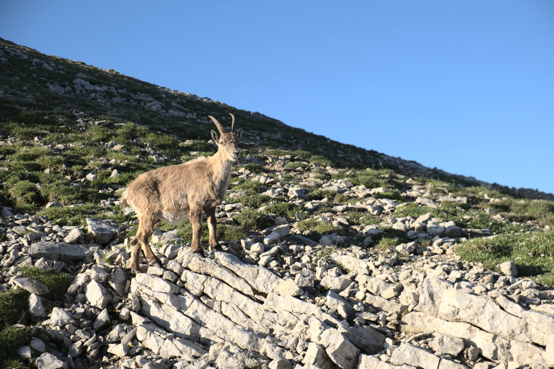 Bouquetin sommet vercors