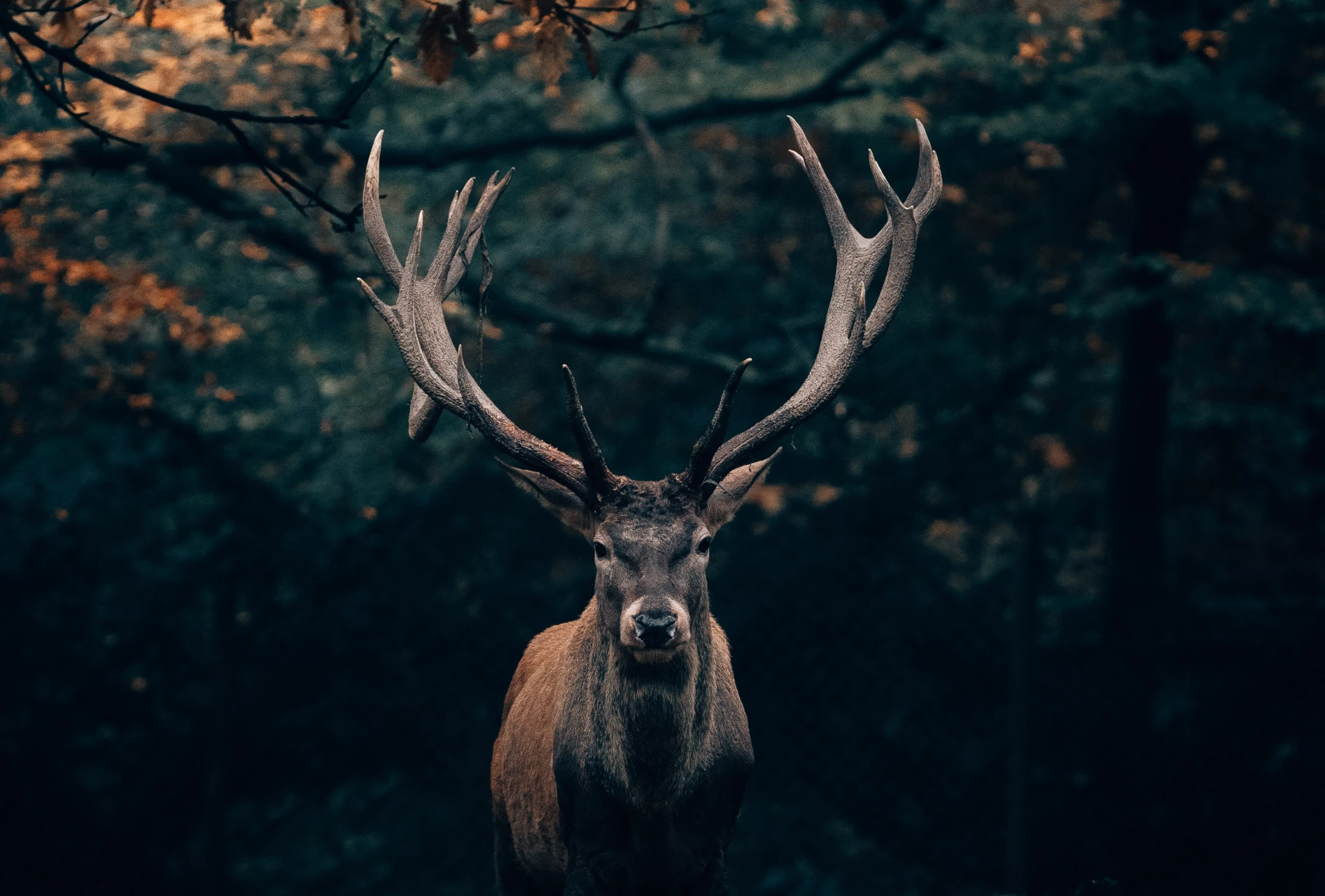 Sur la trace des animaux de montagne