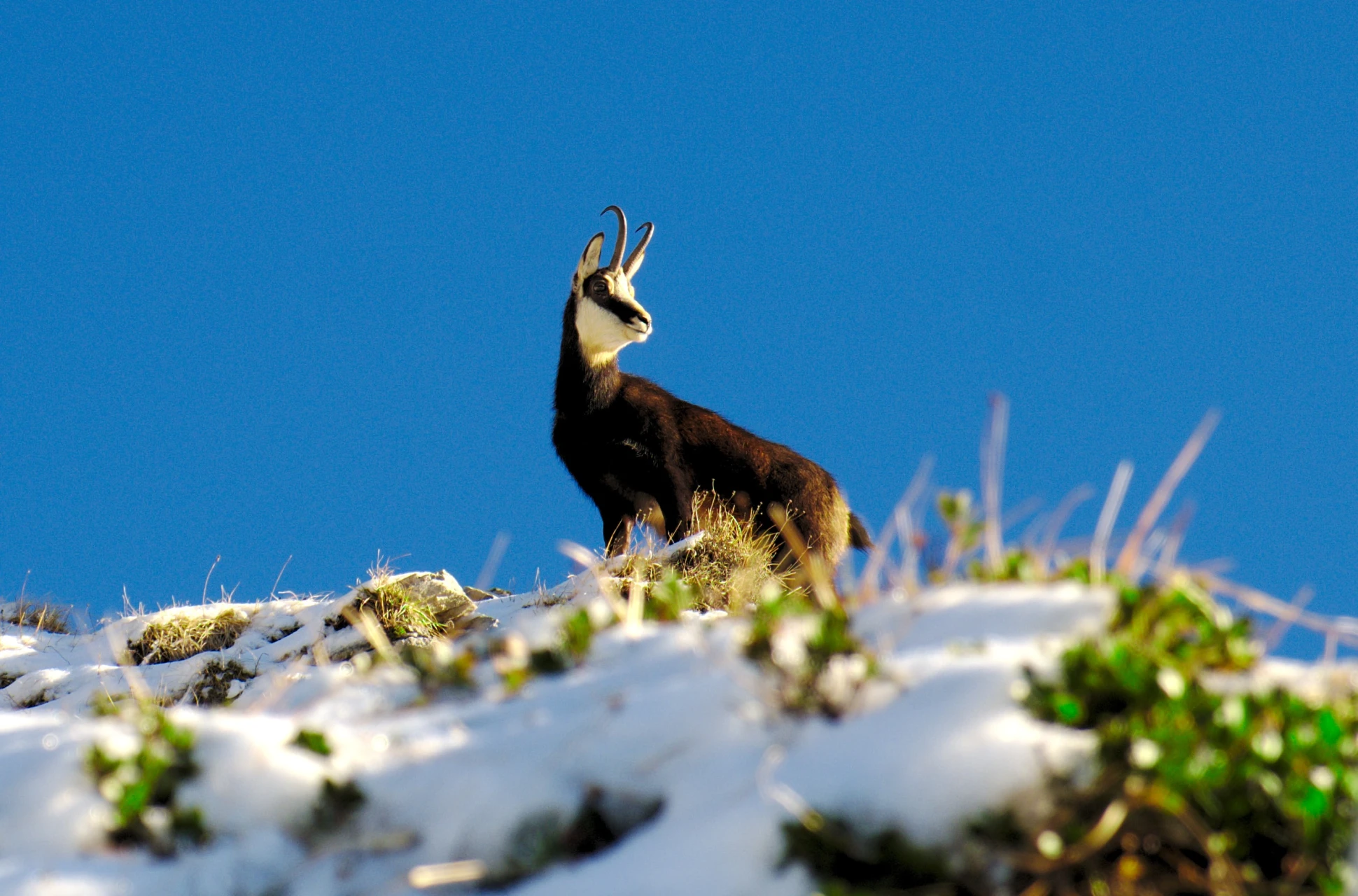 Chamois des Alpes - Vercors