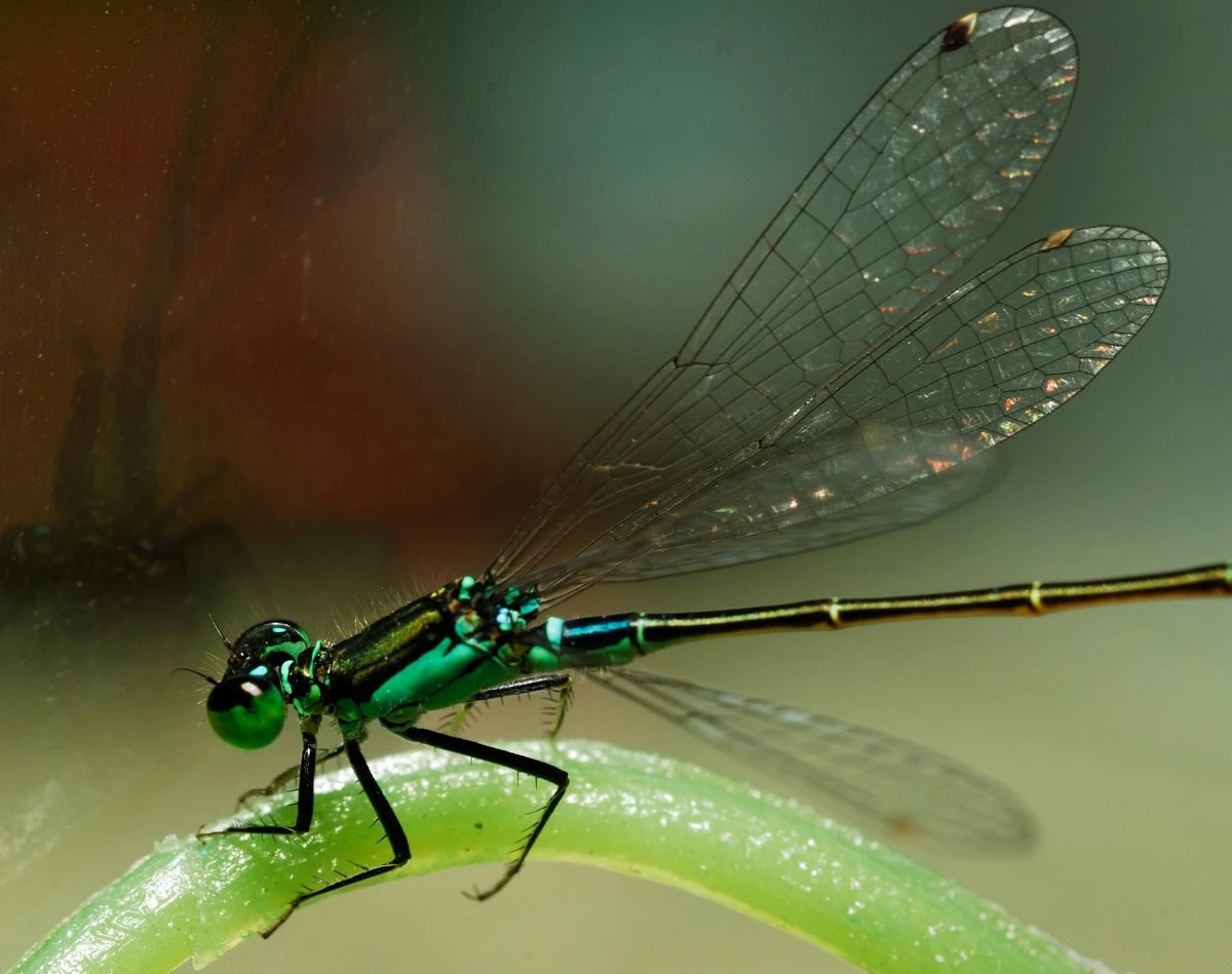 <span class="font-light! text-base!">Voyage microscopique</span><br>En quête d'insectes et autres petites bêtes