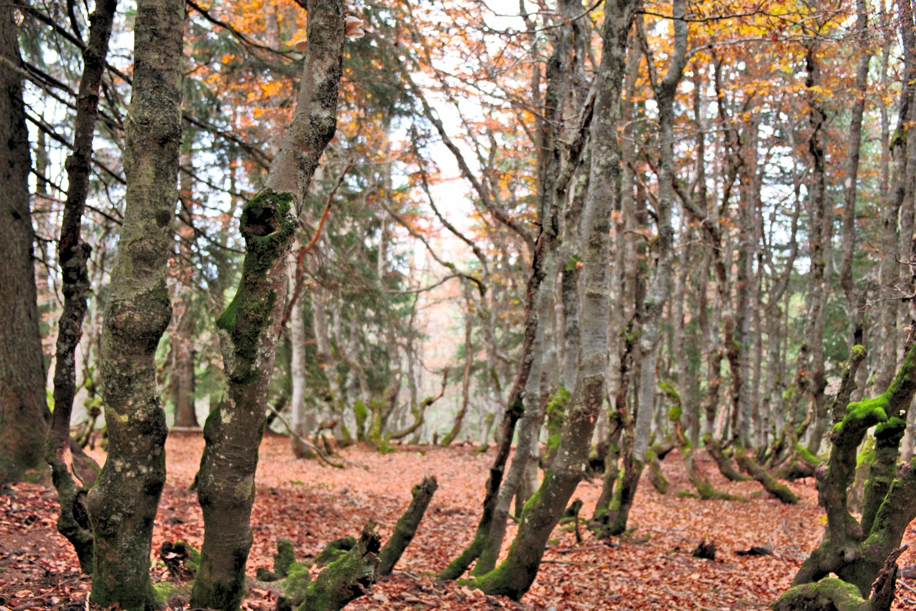 A la découverte des<br> <em>Espaces Naturels Sensibles</em> <br>de l'Isère