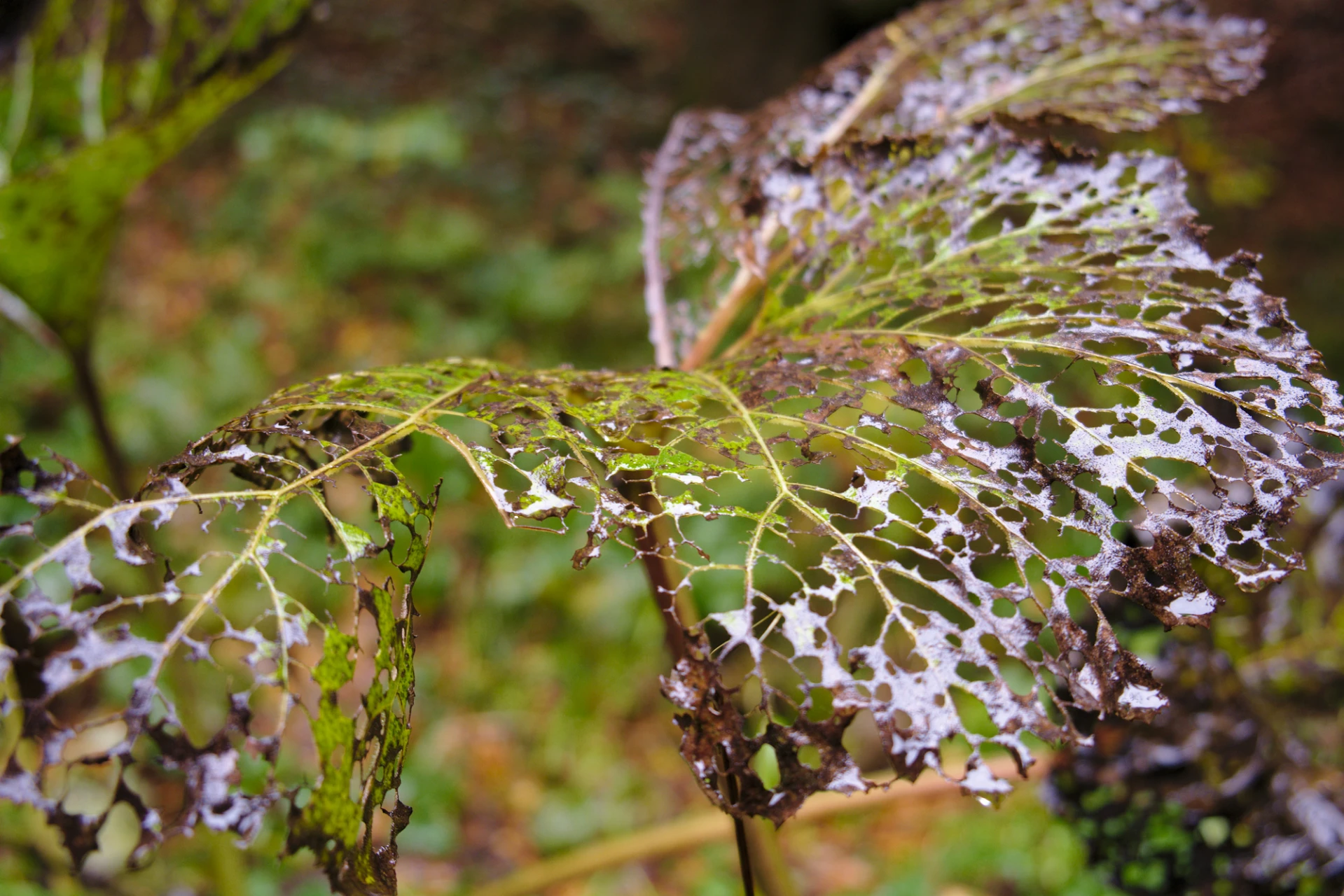 Automne sur le Vercors