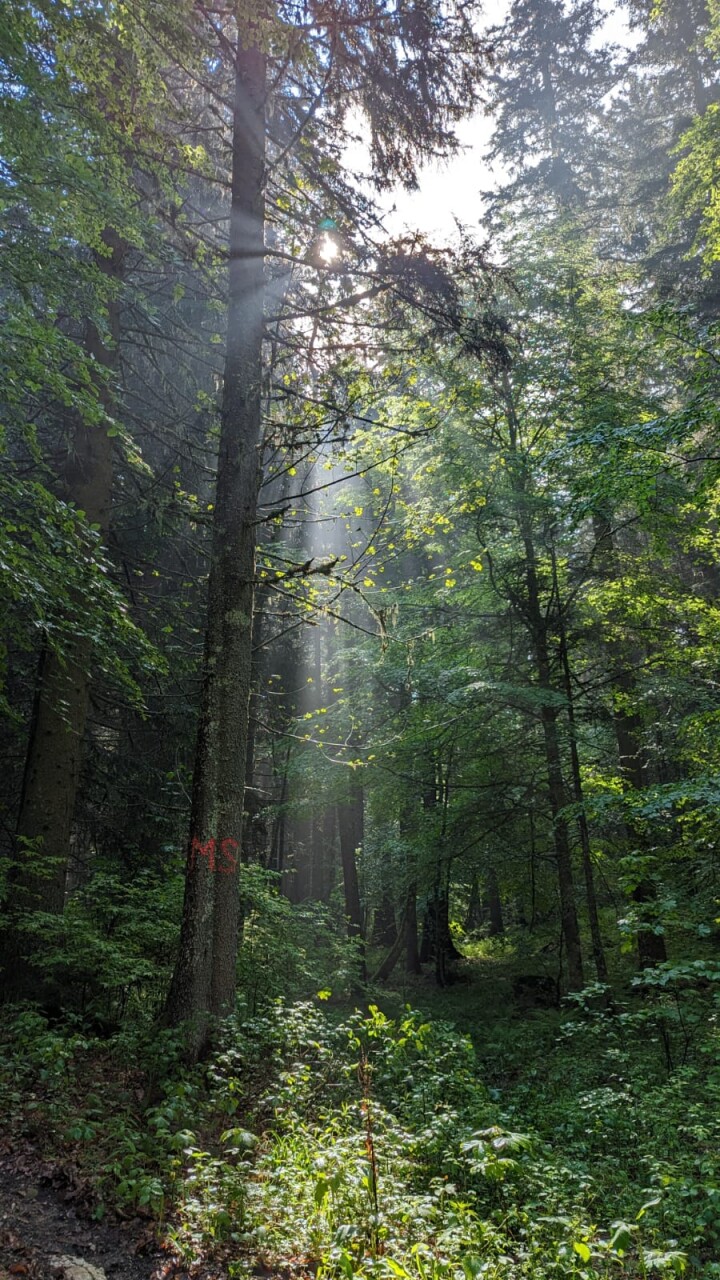 forêt mixte (2)