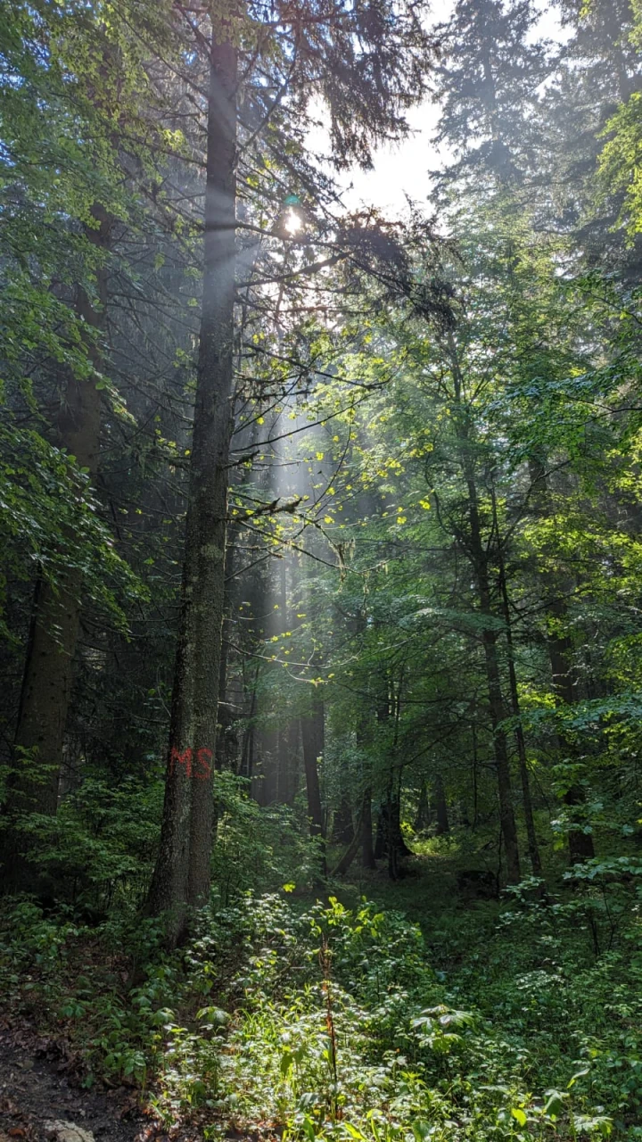 forêt mixte (2)