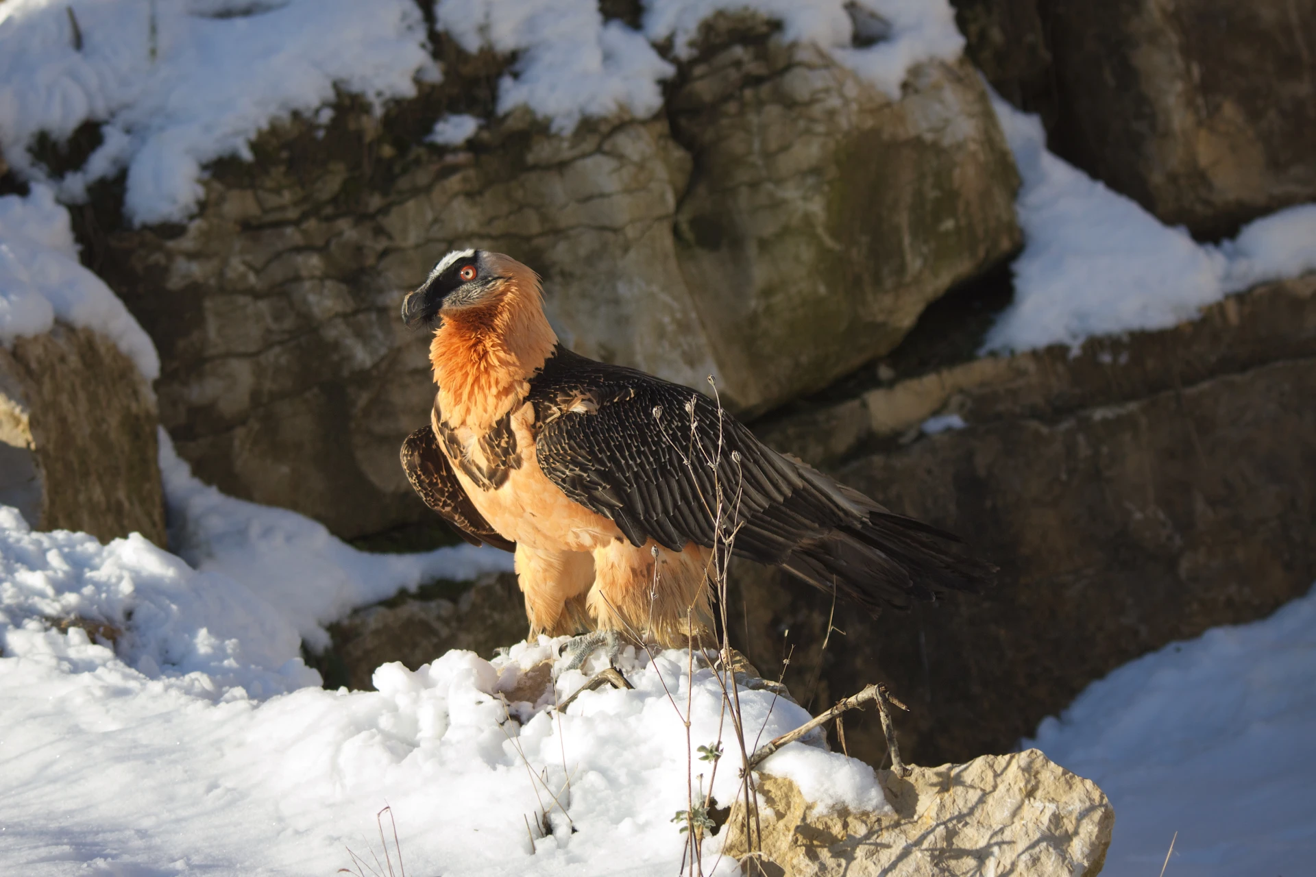 Le gypaète barbu<br><small>dans le Vercors et les Alpes</small>