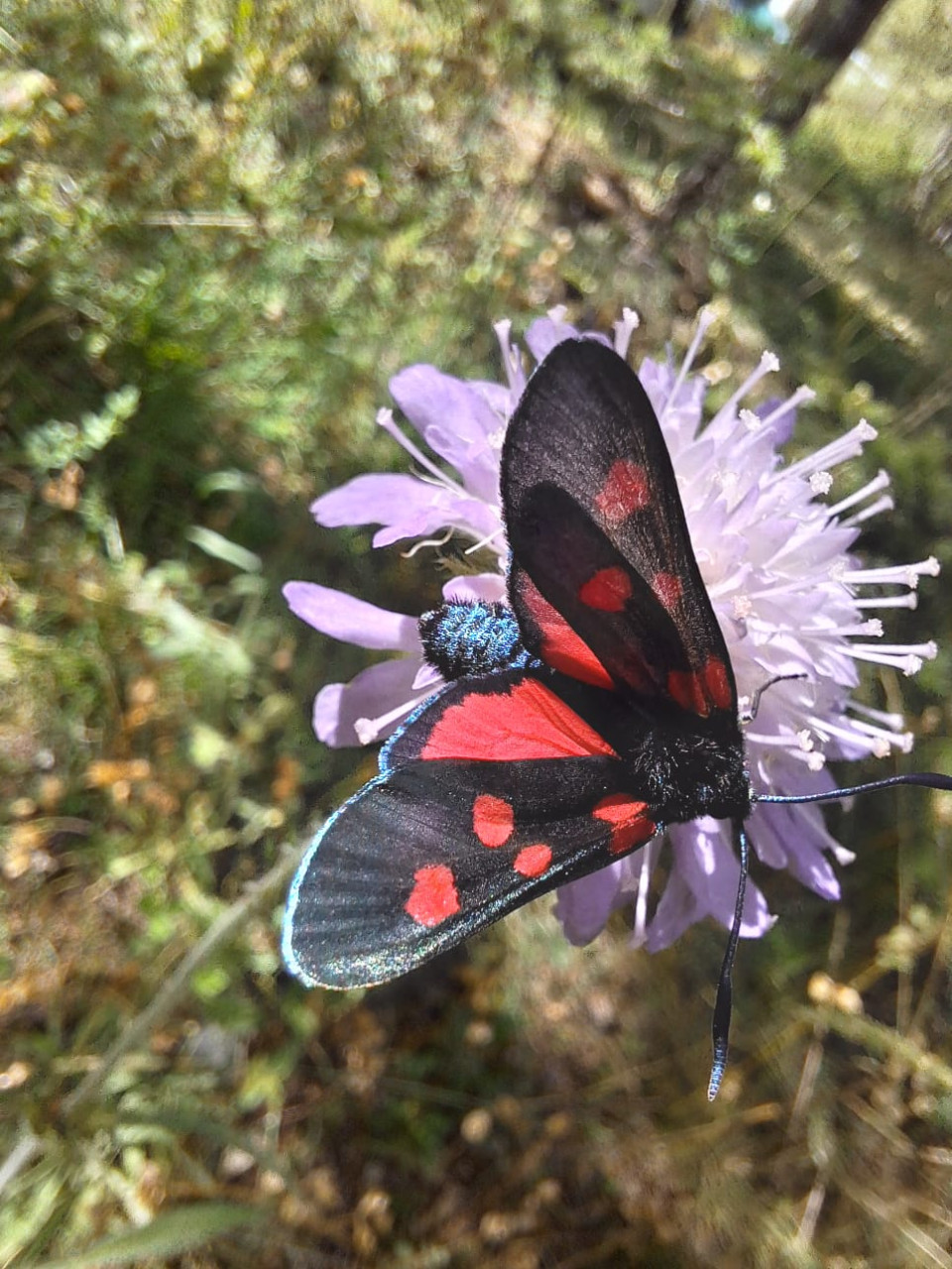 insecte-vercors