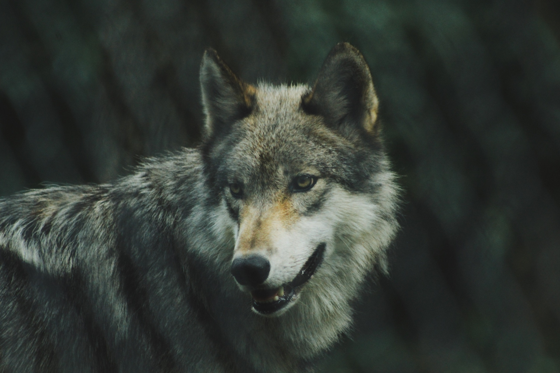 Loups du Vercors