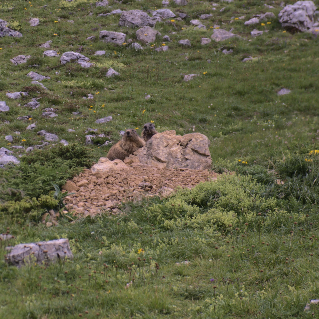 Marmotte Grand Veymont