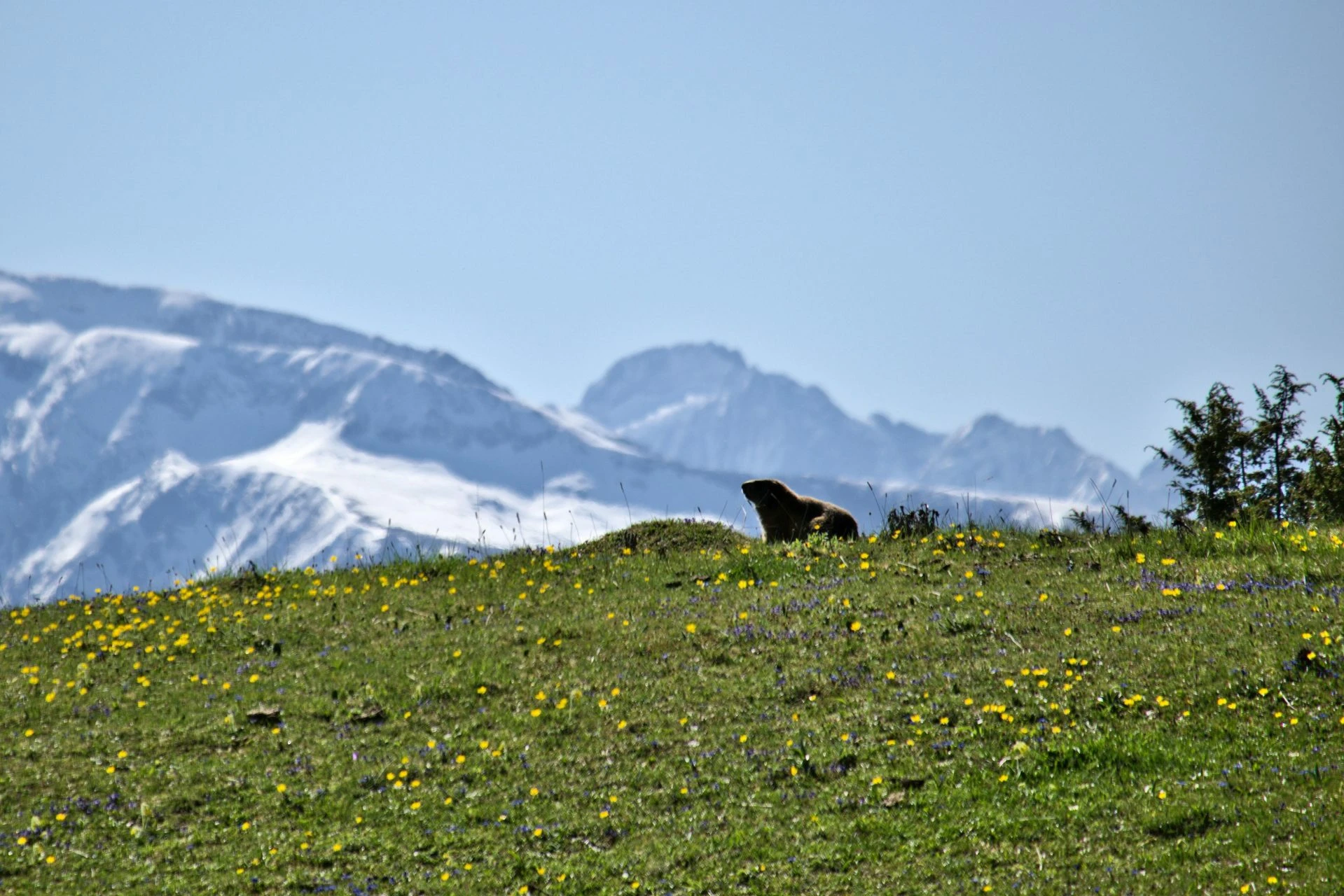 Marmotte La molière