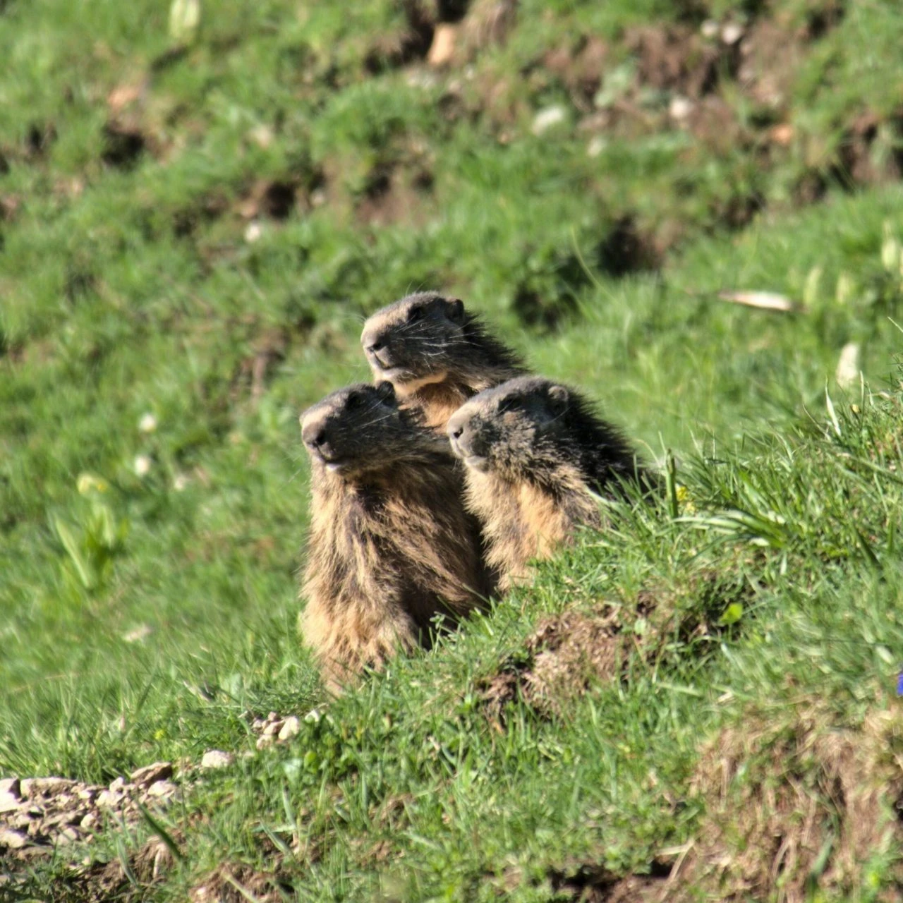Marmotte Vercors