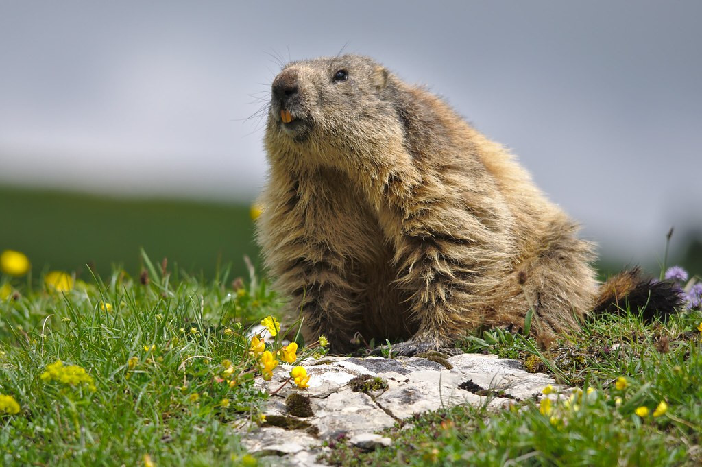 Marmottes du Vercors