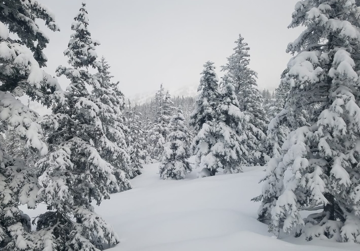 neige-fraiche-vercors