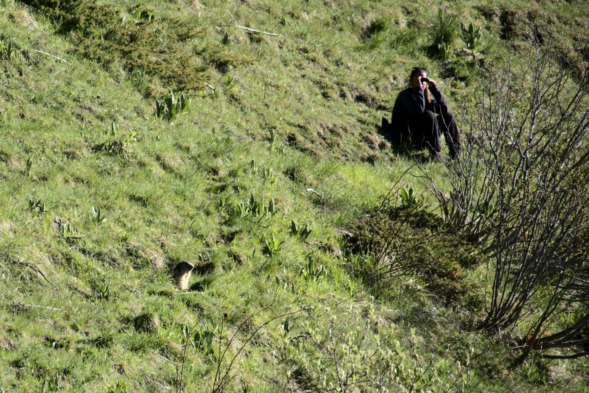 observation marmotte