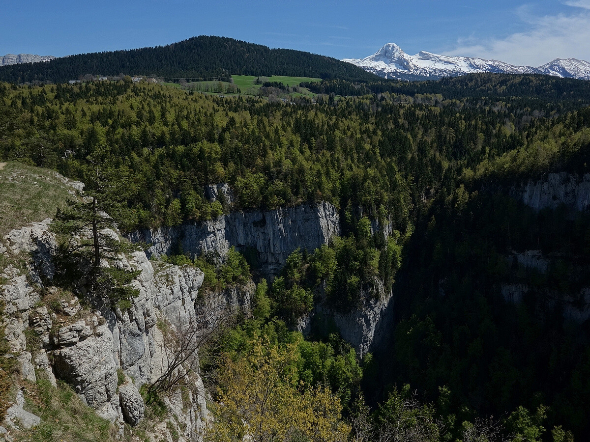 Bain de forêt
