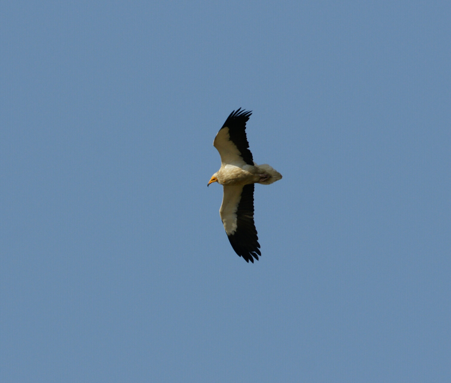 Le vautour percnoptère Neophron percnopterus