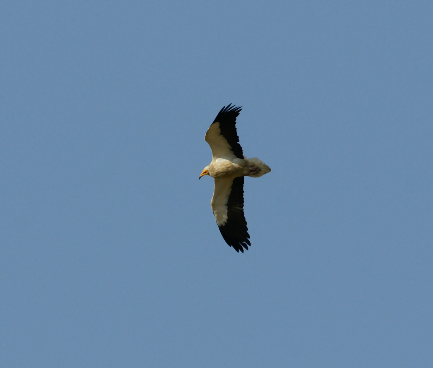 Le vautour percnoptère<br><small>Neophron percnopterus</small>