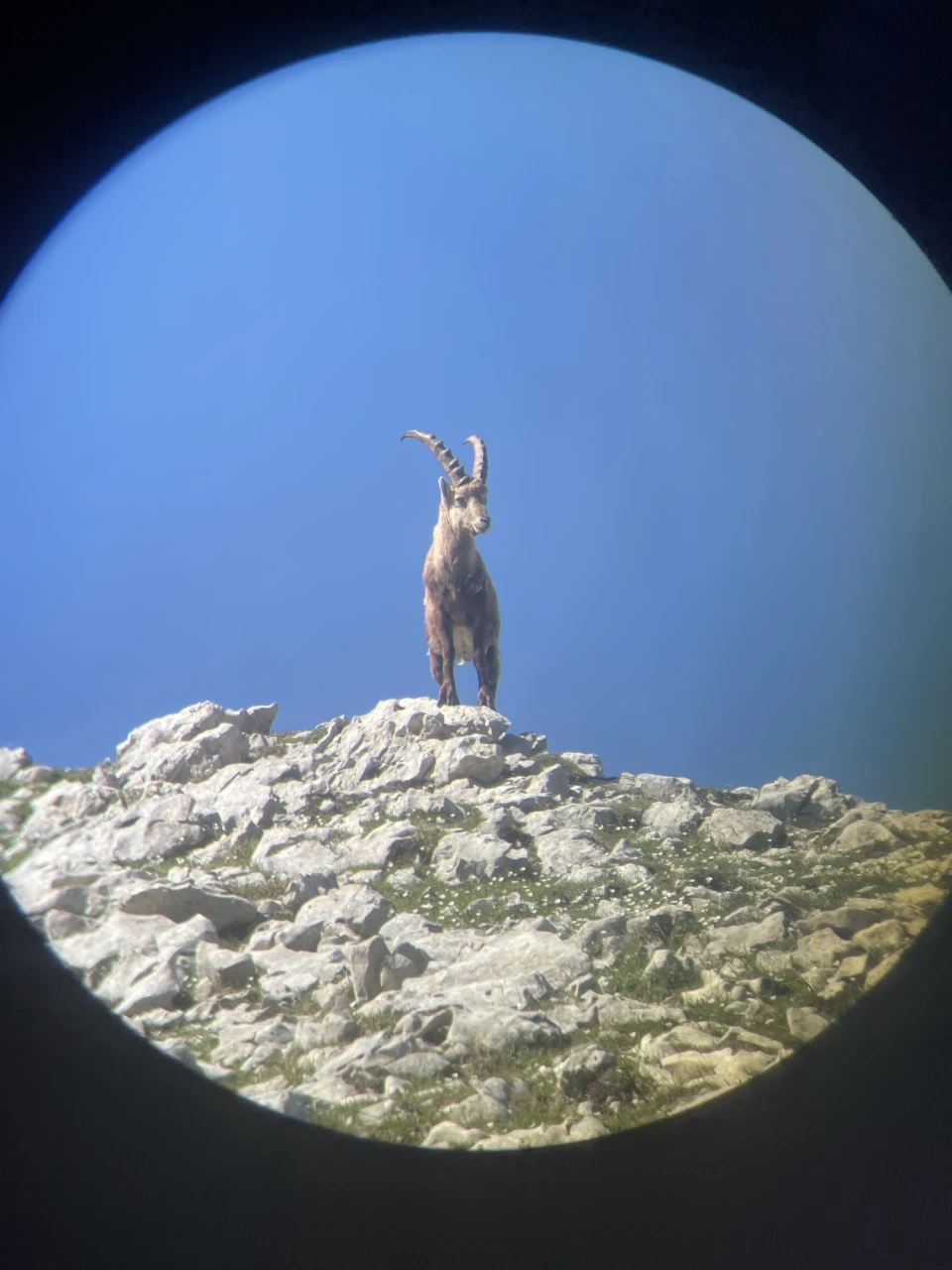 review-bouquetin-montagne-1_julius-dewavrin.jpg - 692da98d81fa2