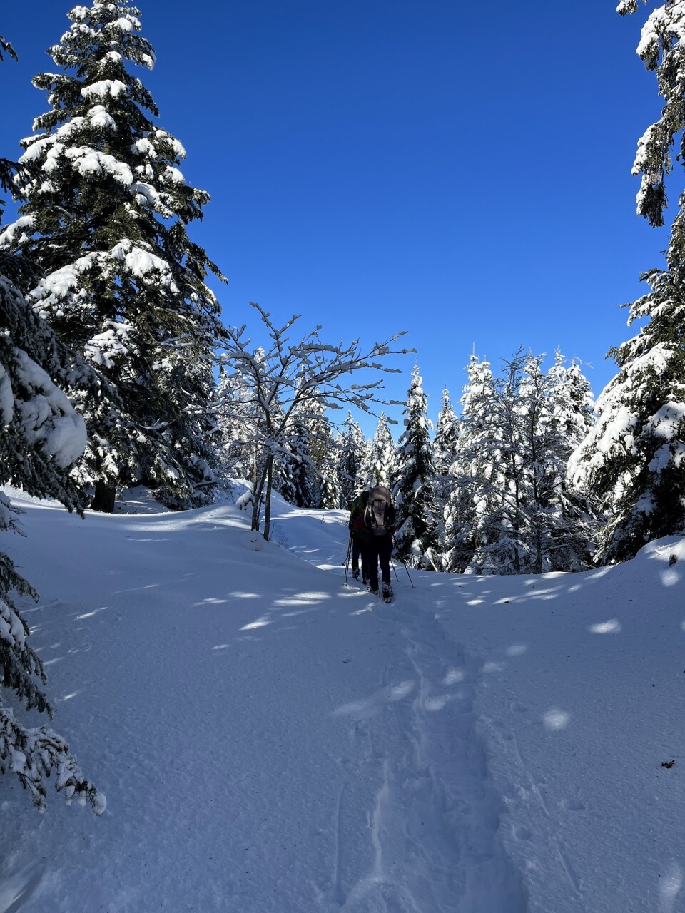 review-loup-traces-4_de-laage-pauline.jpg - 692da98d8975e