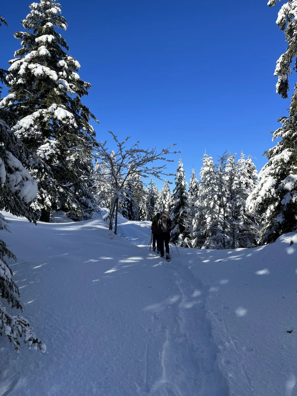 review-loup-traces-4_de-laage-pauline.jpg - 692da98d8975e