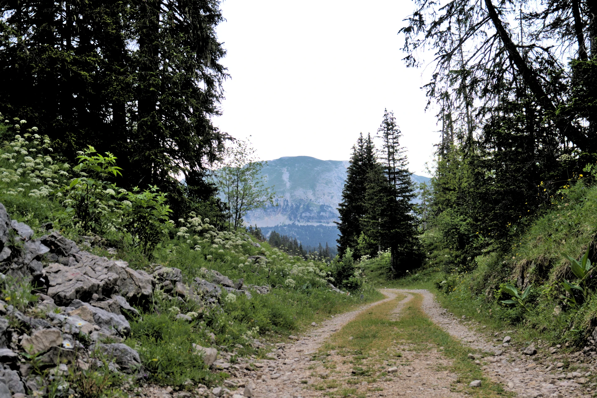 Route forestiere Combeau