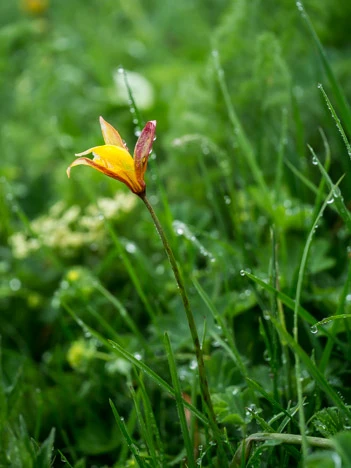Tulipe Australe