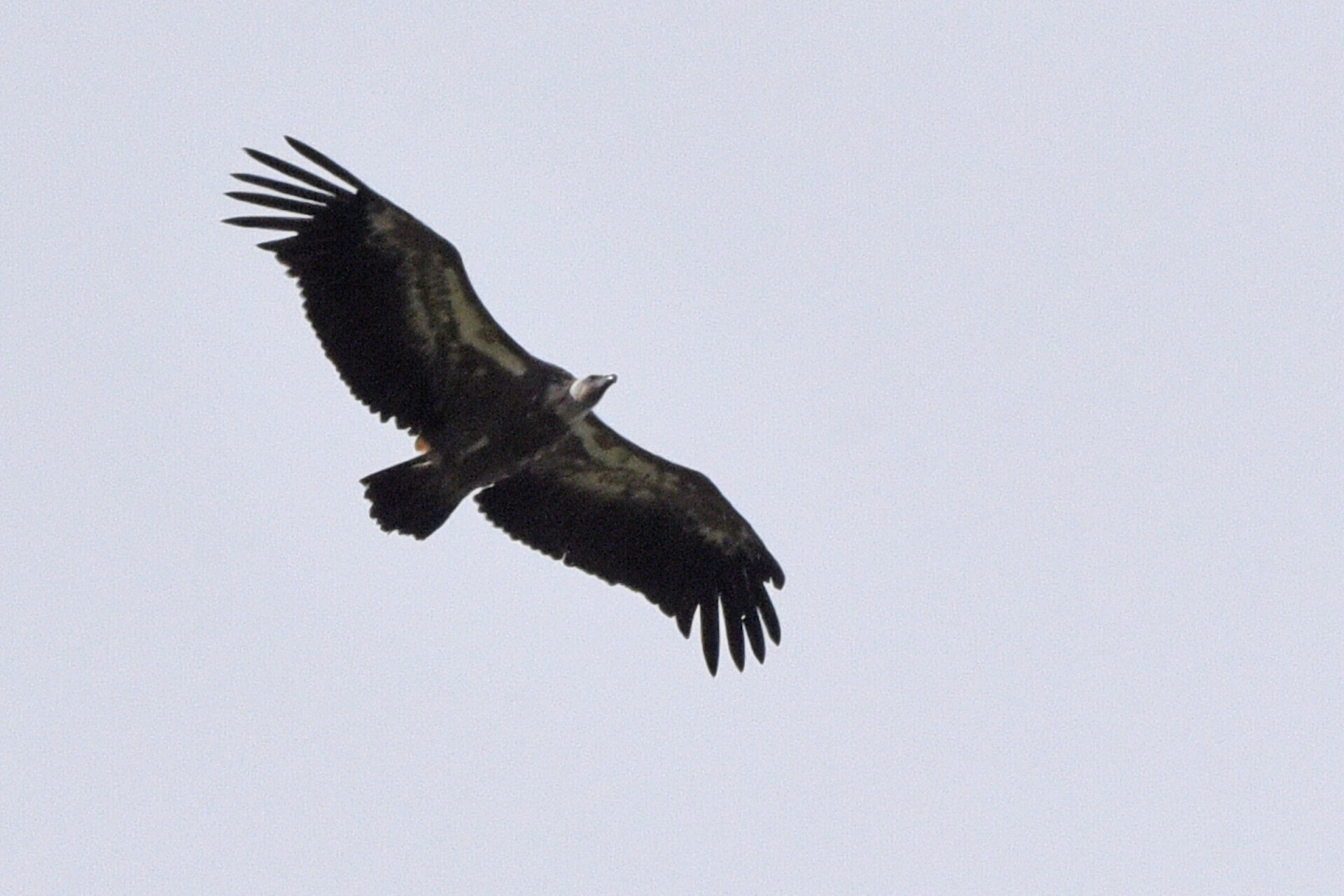 Le vautour fauve dans le Vercors
