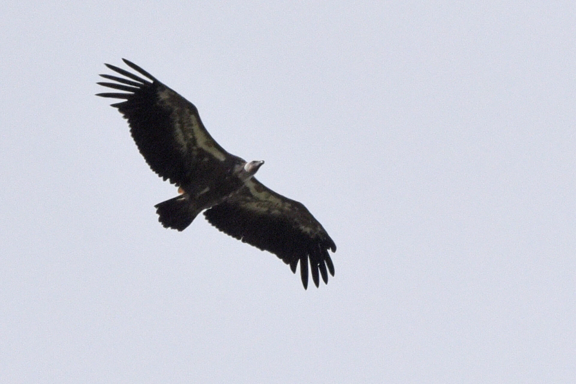 Le vautour fauve<br><small>dans le Vercors</small>