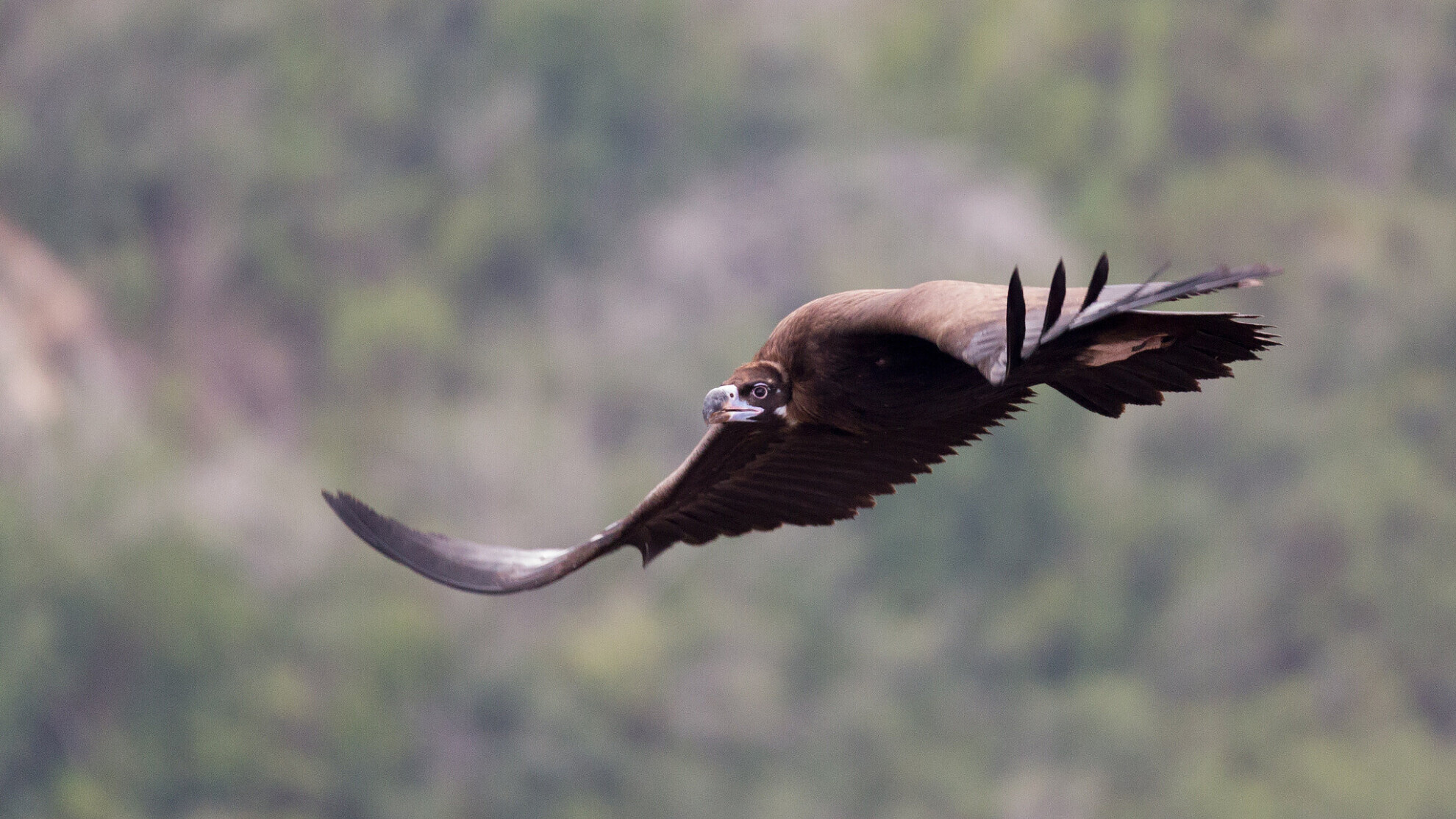 Vautour moine en vol, vue de dessous