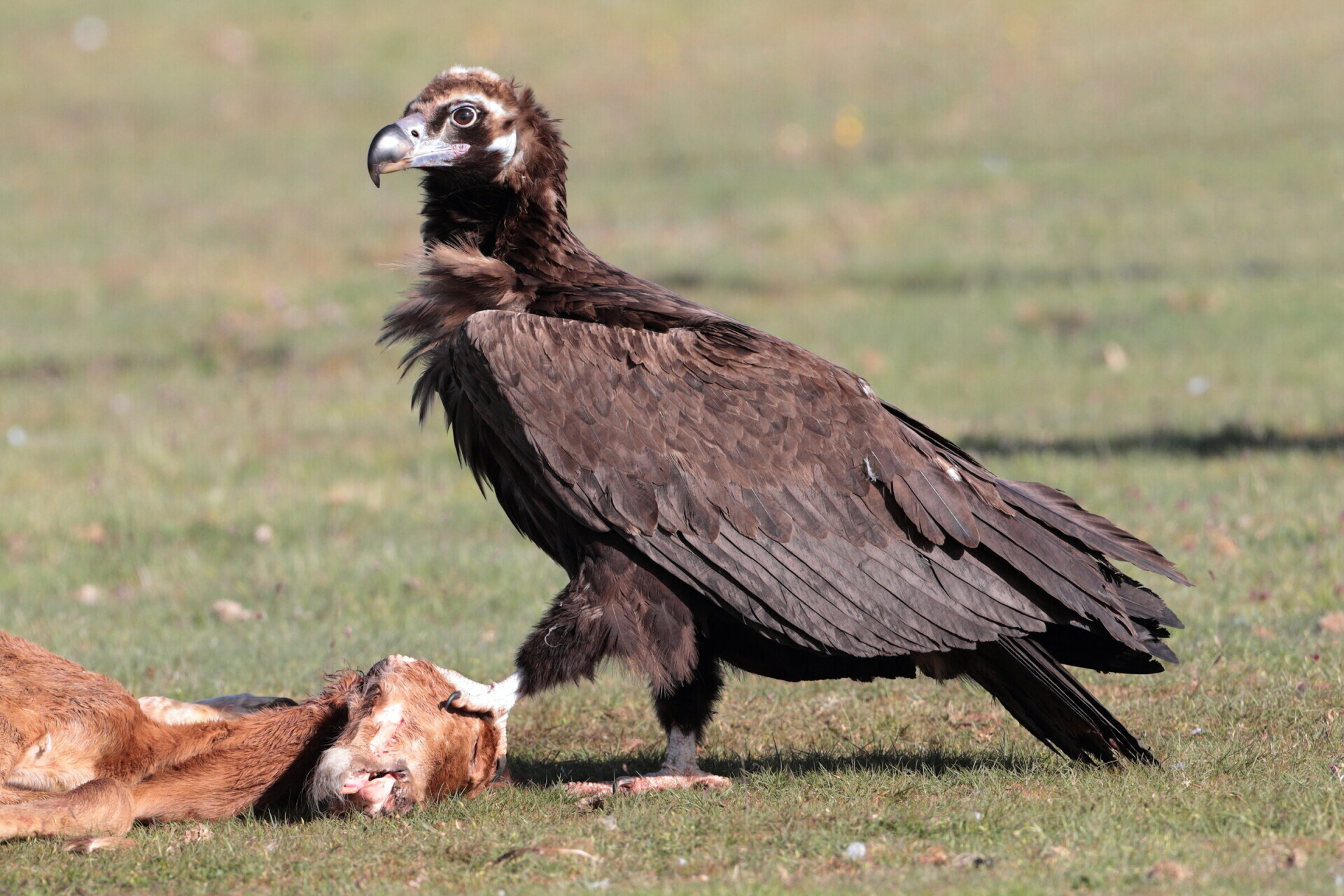 Le vautour moine Aegypius monachus