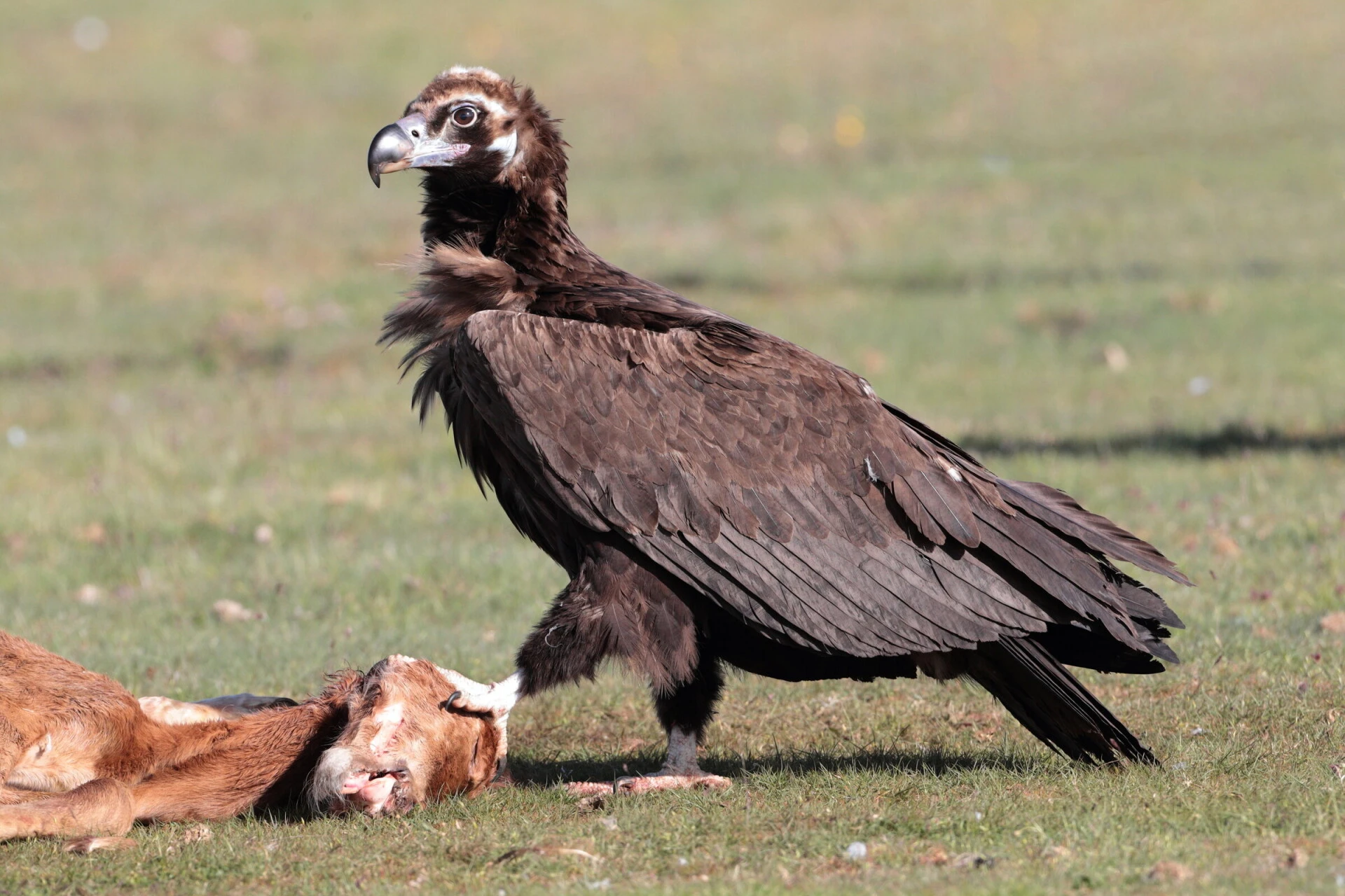 Le vautour moine<br><small>Aegypius monachus</small>