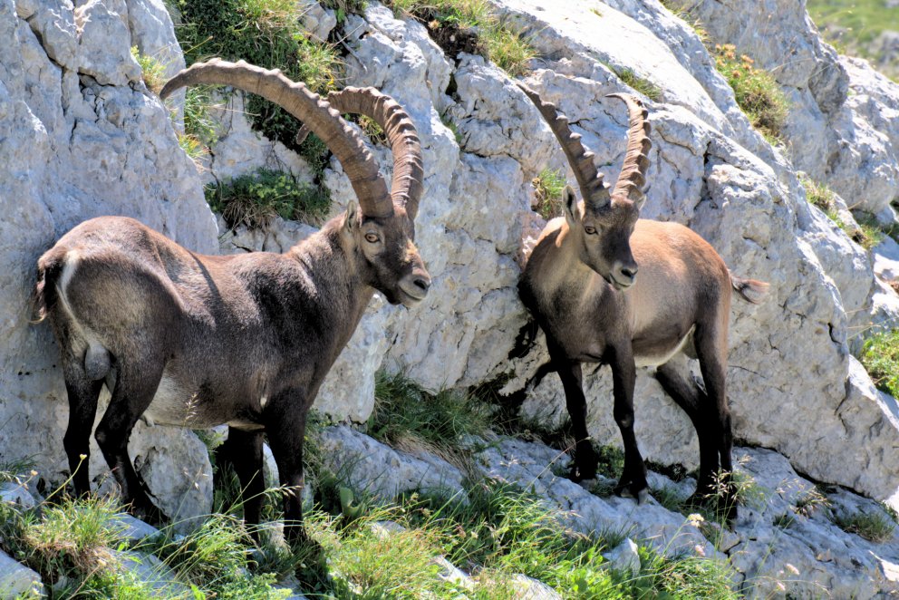 Rando Observation Des Bouquetins Des Alpes Vercors 